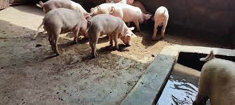 download 2023 05 05T182425.815 Large-White Pigs,Yorkshire pigs,pig breeds,pork production,sustainable farming Large-White Pigs (Weaners | Postweaners)