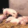 Large White Grower Pigs
