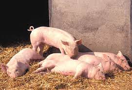 Large White Grower Pigs