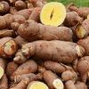 Improved Pro Vitamin A cassava stems