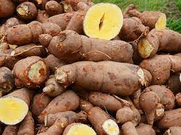 Improved Pro Vitamin A cassava stems