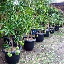 Grafted dwarf hybrid mango seedlings