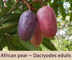 Local Pear| Native Pear (Ube) seedling