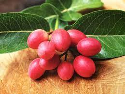 download 2023 05 18T124402.023 Miracle fruit seedlings,miracle fruit plants,Miracle berry seedlings,Sweeten sour foods,Healthy dessert Miracle fruit seedlings (Sweet berry, Agbayun, Taami)
