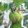 Jackfruit or Breadfruit