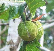 Jackfruit or Breadfruit (Yam / Nut type (Ukwa)