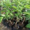 Irvingia wombulu (ogbono) seedling