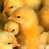 Commercial Day-Old Kuroiler Chicks