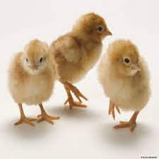 GET Affordable Day-Old Pullets Zartech on Farmpays