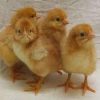 ISA Brown Pullets (Commercial Day-Old Chicks | CHI Brand)