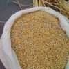 Faro 44 Rice Paddy