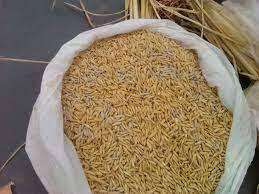 Faro 44 Rice Paddy
