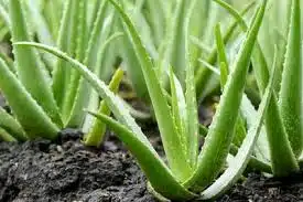 Aloe Vera Suckers