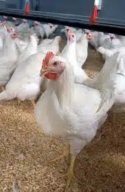 Yammfy Day-Old Cockerel Chicks