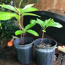 Avocado Seedlings