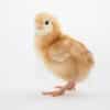 Commercial Day Old Pullet – Hyline Brown (Agrited brand) very good in laying Egg