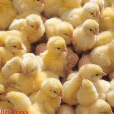 images 92 Day-Old Pullets,Best Value Day-Old Pullets Zartech,Guaranteed Day-Old Pullets Zartech,Affordable Day-Old Pullets Affordable Day-Old Pullets Zartech