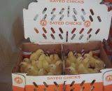 Commercial SAYED Broilers (Day-Old Chicks)
