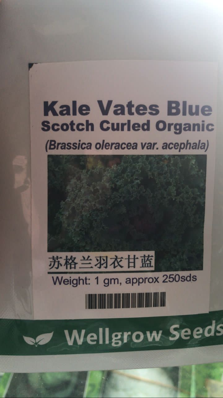 Curly Kale Vates Blue