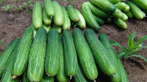 download 2023 06 23T122818.686 Cucumber Seed Marketmore,cucumber seeds Cucumber Seed Marketmore 100g