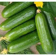 download 2023 06 23T130428.573 Cucumber Super Marketer Seeds -500g Cucumber Super Marketer Seeds -500g