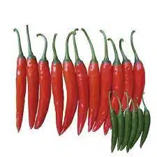 download 2023 06 26T121723.031 Etna F1 Hybrid Hot Pepper seeds -5g (East-West Brand) Etna F1 Hybrid Hot Pepper seeds -5g (East-West Brand)