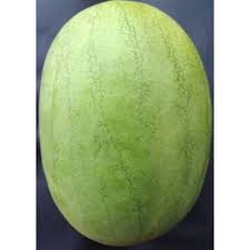 download 2023 06 26T130958.742 Kaolack Watermelon Seeds, buy kaolack watermelon seeds, best kaolack watermelon seeds, kaolack watermelon seeds price, kaolack watermelon seeds reviews Kaolack Watermelon Seeds | Pop Vriend|100g