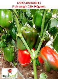 download 2023 06 26T151429.220 Kori F1 Red Bell Pepper Seeds,Red bell pepper seeds,Bell pepper seeds,Pepper seeds,Vegetable seeds Kori F1 Red Bell Pepper Seeds (Royal Seeds Brand)
