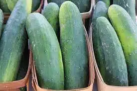 download 2023 06 27T151201.731 Monalisa F1 Hybrid Cucumber Seeds (East-West Seeds Brand) Monalisa F1 Hybrid Cucumber Seeds (East-West Seeds Brand)