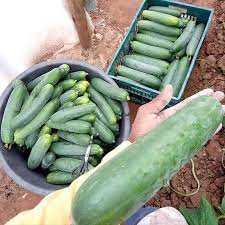 download 2023 06 27T155626.774 Mydas RZ F1 Hybrid Cucumber Seeds,cucumber seeds,hybrid cucumber,disease-resistant cucumber,high-yielding cucumber Mydas RZ F1 Hybrid Cucumber Seeds (100 | 1000 Seeds)