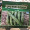 Akito F1 Cucumber Seeds