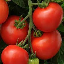 download 78 Diva F1 Hybrid Tomato Seeds, f1 hybrid tomato seeds, tomato seeds, hybrid tomato seeds, diva tomato seeds Diva F1 Hybrid Tomato Seeds (East-West Seeds Brand) – 5g