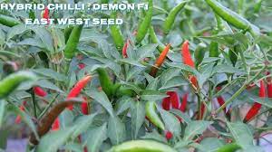 download 83 Demon F1 Hybrid Chilli Pepper Seeds Demon F1 Hybrid Chilli Pepper Seeds (East West Brand) -5g