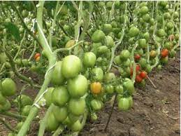 download 86 Gem F1 Tomato Seed Gem F1 Tomato Seed (Royal Brand Seeds)