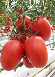 download 87 Gem F1 Tomato Seed Gem F1 Tomato Seed (Royal Brand Seeds)