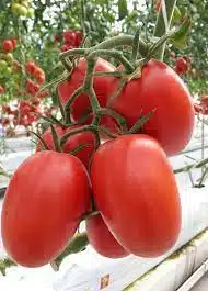 download 87 Gem F1 Tomato Seed,gem f1 tomato seeds,buy gem f1 tomato seeds,greenhouse tomato seeds,disease resistant tomato seeds,tomato seeds for sale,high yield tomato seeds Gem F1 Tomato Seed (Royal Brand Seeds)