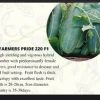Farmers Pride 220 F1 Hybrid Cucumber Seeds