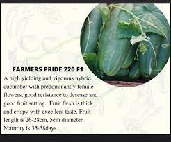 Farmers Pride 220 F1 Hybrid Cucumber Seeds