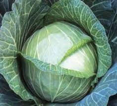 download 89 Gloria Star F1 Hybrid Cabbage Seeds,f1 hybrid cabbage seeds,cabbage seeds,vegetable seeds Gloria Star F1 Hybrid Cabbage Seeds (Syngenta) -25g
