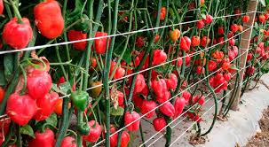 images 51 Hercules F1 Bell, green bell peppers, red bell peppers, bell peppers from Spain, bell peppers Hercules F1 Bell | Sweet Hybrid Pepper Seeds | 500 Seeds