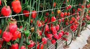 images 51 Hercules F1 Bell | Sweet Hybrid Pepper Seeds | 500 Seeds Hercules F1 Bell | Sweet Hybrid Pepper Seeds | 500 Seeds
