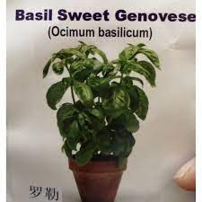 Sweet Basil Genovese Seeds