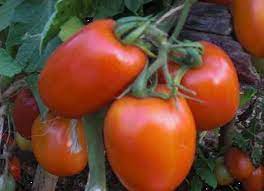 download 22 Rambo F1 Tomato Seeds,tomato seeds,high-yielding tomatoes,disease-resistant tomatoes,sweet tomatoes Rambo F1 Tomato Seeds (Royal Seeds Brand)