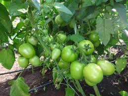 download 27 Ranger F1 Hybrid Tomato Seeds,high-yielding tomatoes,disease-resistant tomatoes,tomato seeds Ranger F1 Hybrid Tomato Seeds (Continental Seeds Brand)