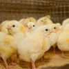 download 41 Commercial Day-Old Kuroiler Chicks,poultry,broiler chicks,cockerel Buy Agrited Broilers (Commercial Day-Old Ross 308)