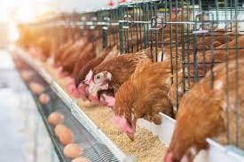 How to Get Started with Poultry Rearing – Key Strategies to Grow Your Farm How to Get Started with Poultry Rearing,poultry rearing,started poultry rearing How to Get Started with Poultry Rearing – Key Strategies to Grow Your Farm