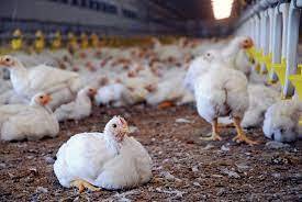how to set up a poultry farm in nigeria