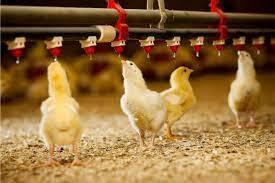 How Much Does it Cost to Buy Agrited Broilers Now