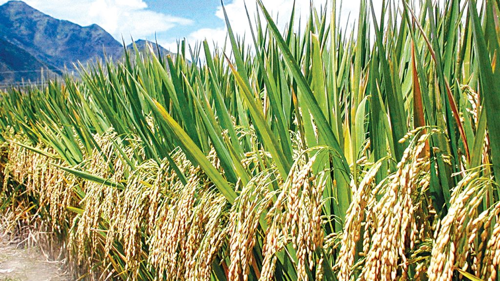Maximizing Yields: Innovative Strategies for Rice Cultivation