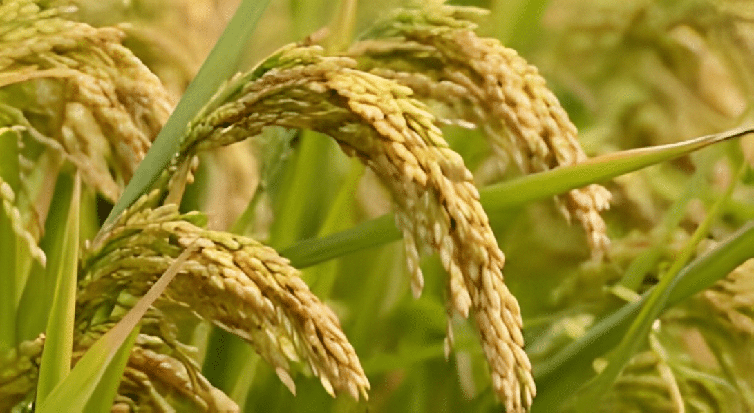 Maximizing Yields: Innovative Strategies for Rice Cultivation